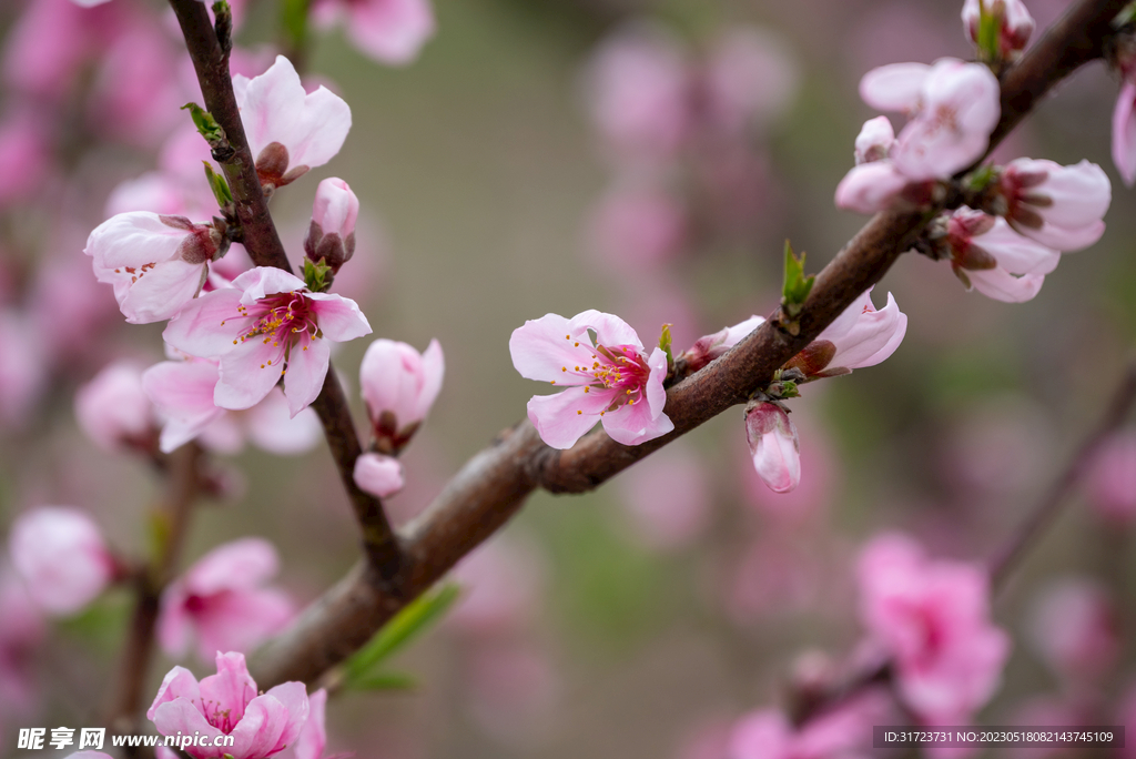 桃花