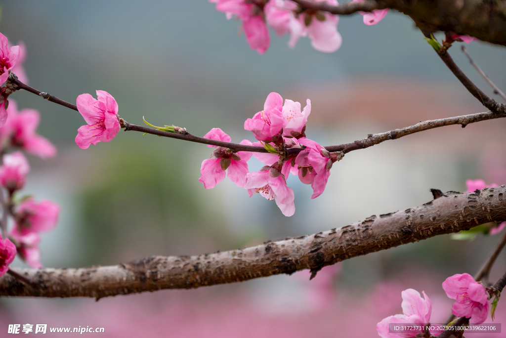 桃花 
