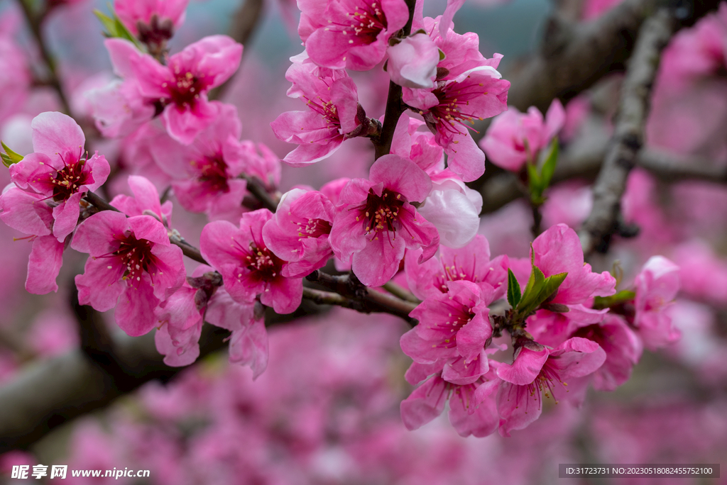 桃花