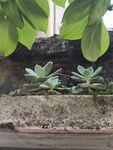 植物
