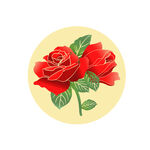 玫瑰花