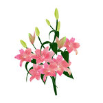 百合花