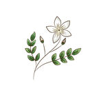 鲜花