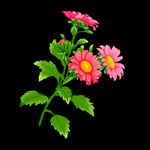  花卉 