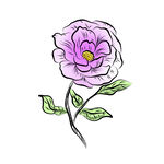 花卉