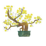 迎春花