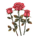玫瑰花 