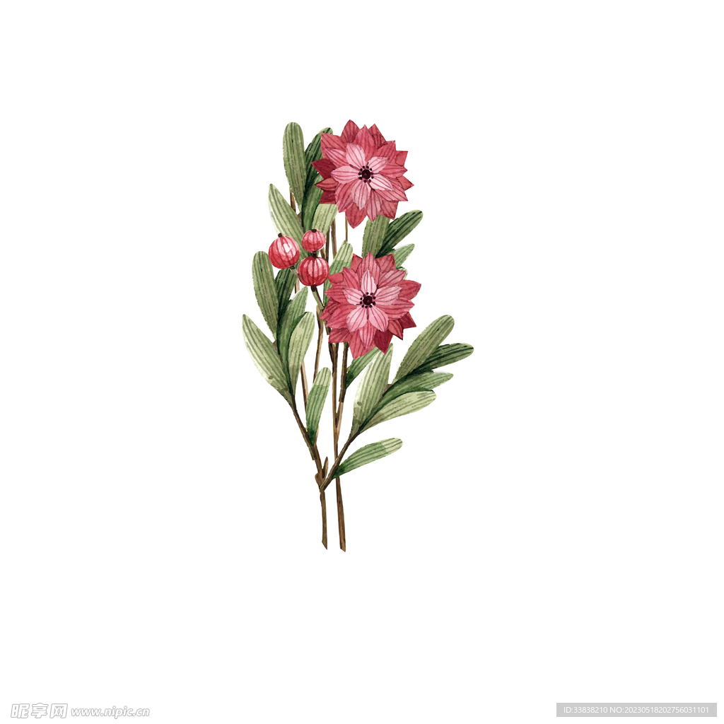 植物