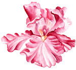 花素材            