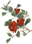 花素材            