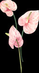 花素材            