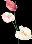 花素材            
