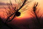夕阳
