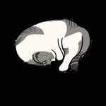 睡觉猫咪