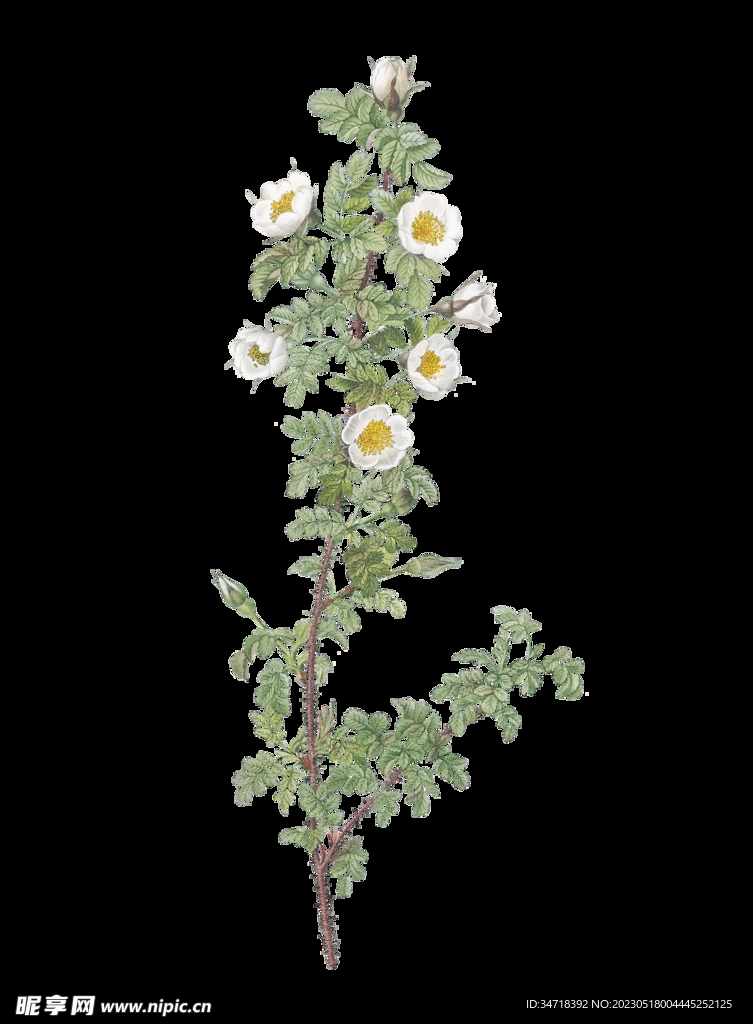植物花