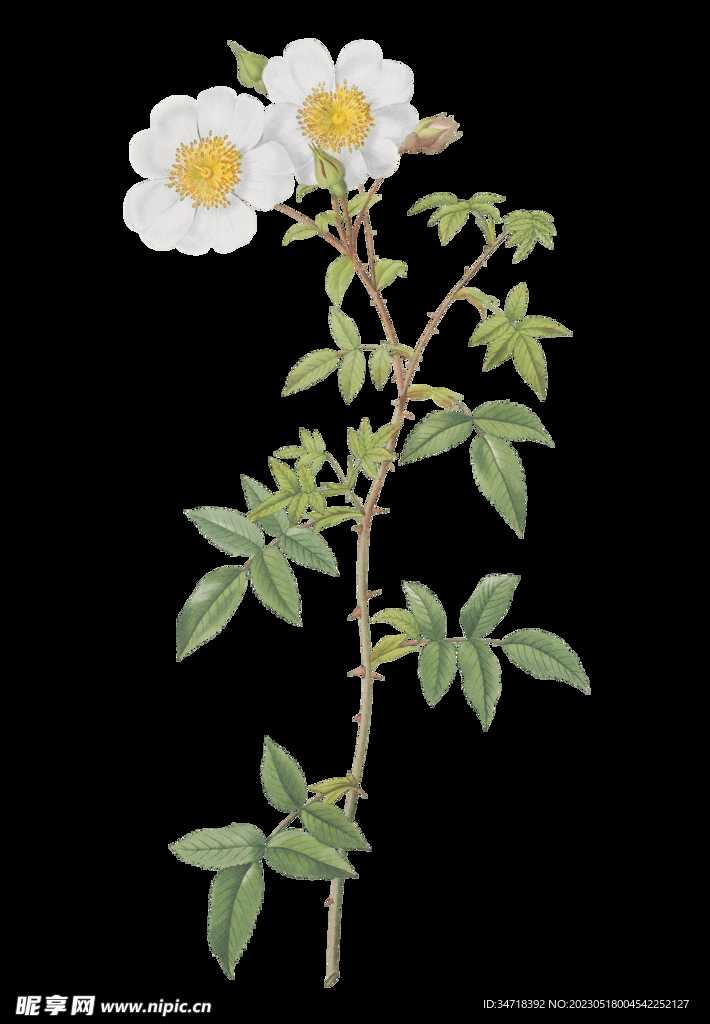 植物花