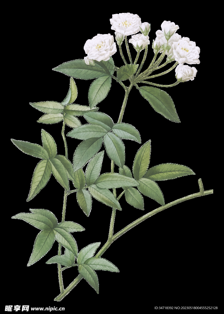 植物花