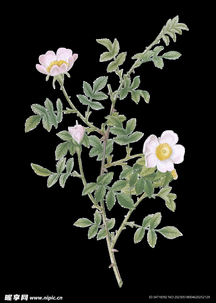 植物花
