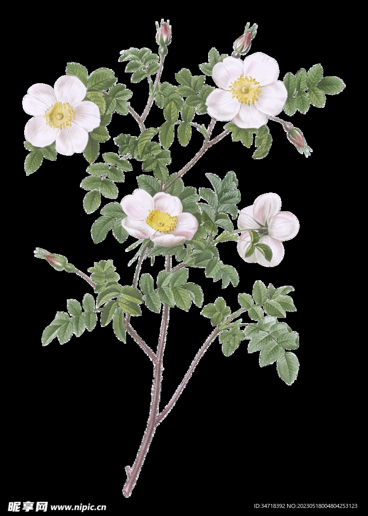 植物花