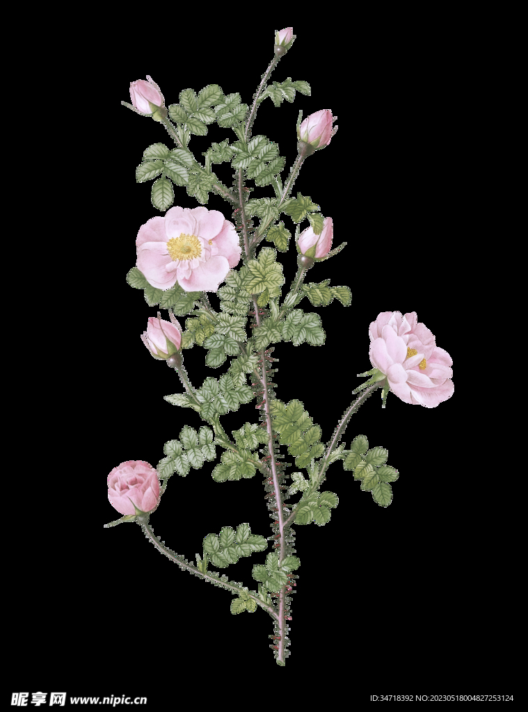 植物花