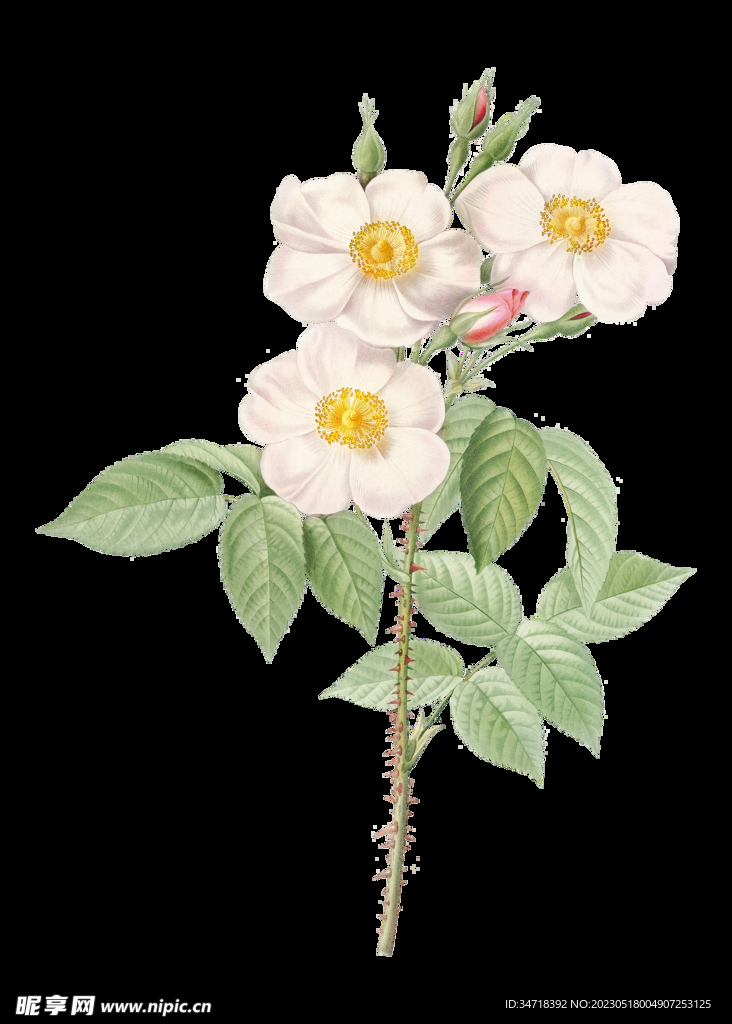 白色花