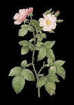 植物花