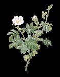 白色花
