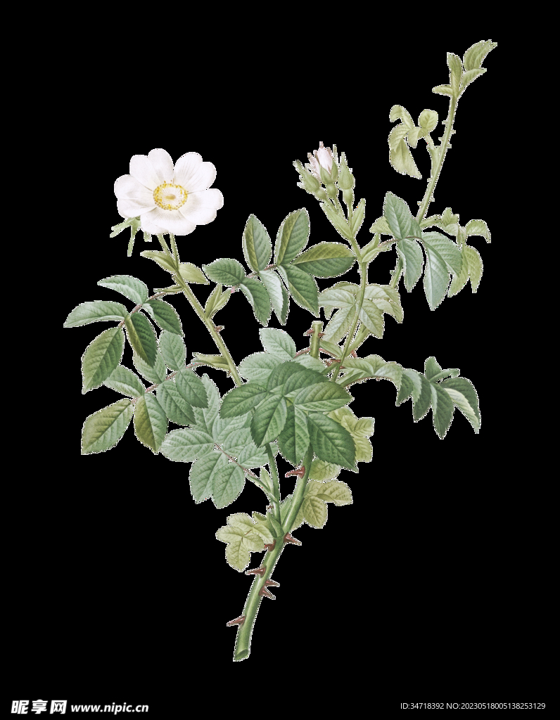 白色花