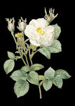 白色花