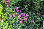 山花
