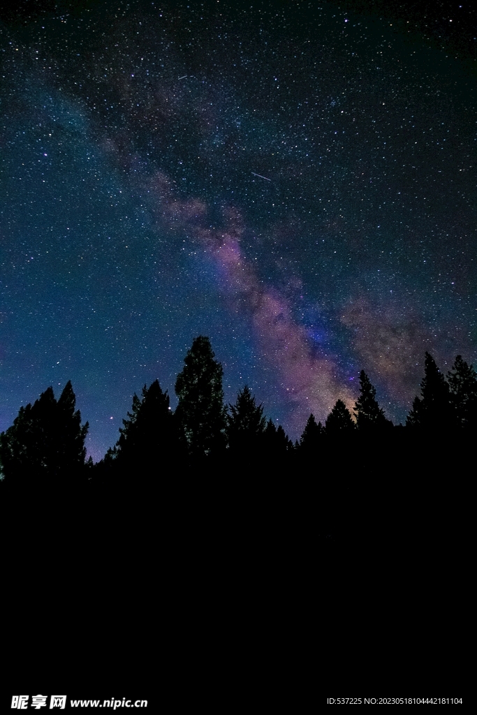 晚上树与星空