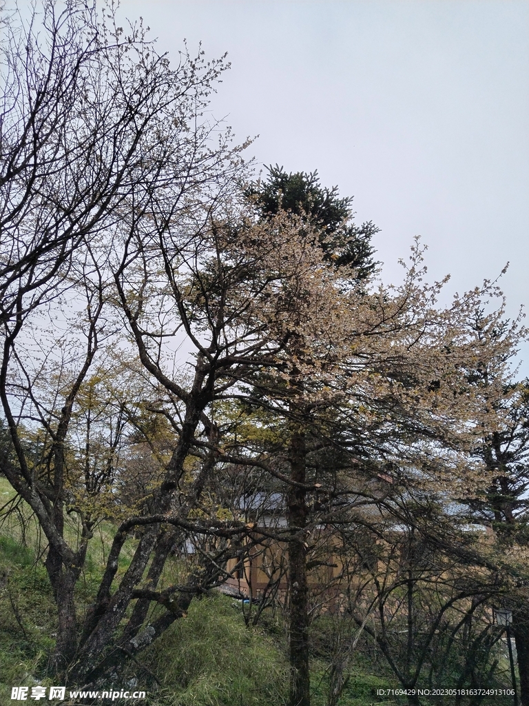 树木