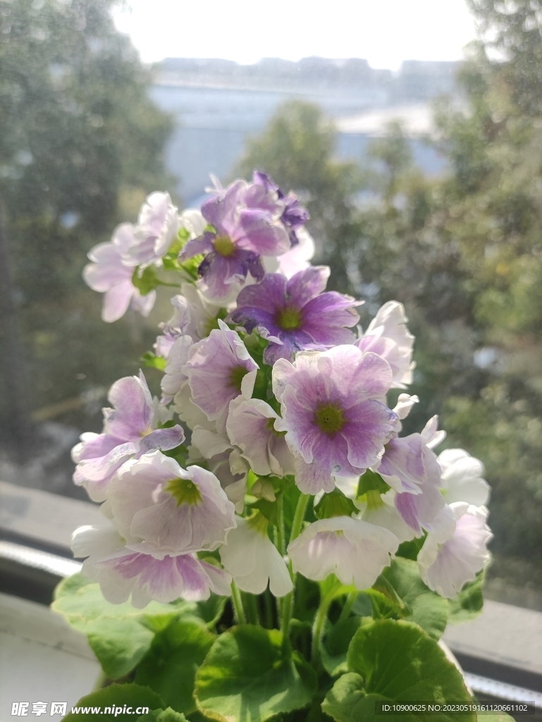 粉紫色花