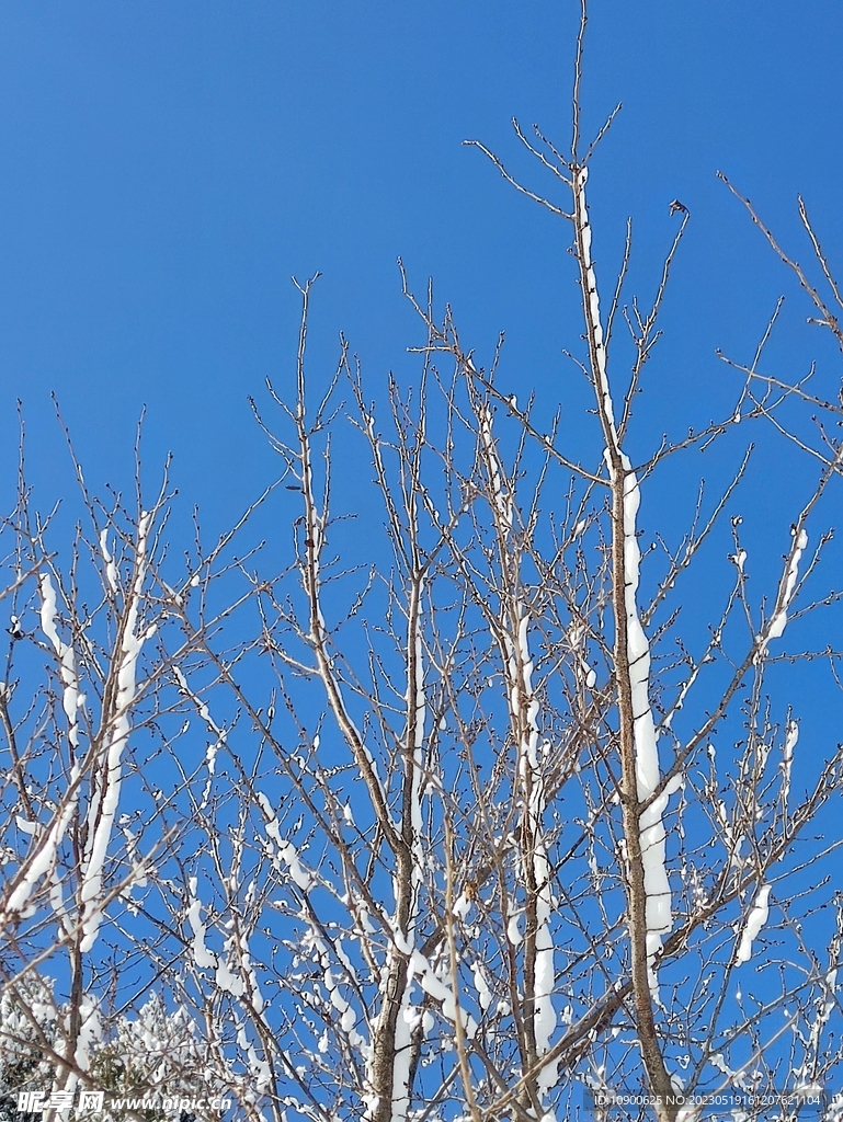 落雪的树枝