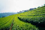 茶山