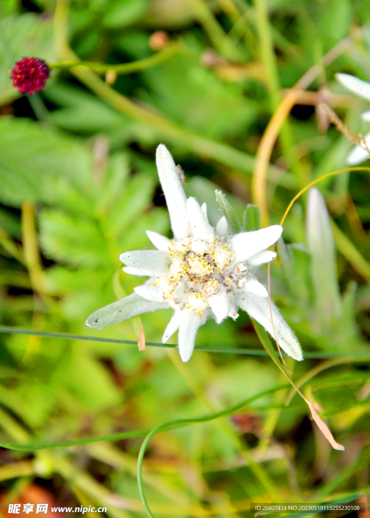 雪绒花