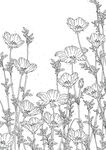 蒲公英线描矢量        