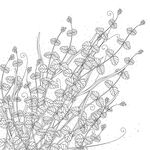 蒲公英线描矢量        