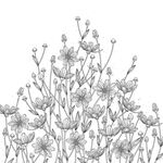 蒲公英线描矢量        