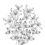蒲公英线描矢量        