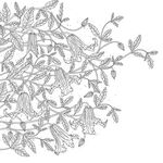 蒲公英线描矢量      