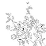 蒲公英线描矢量 