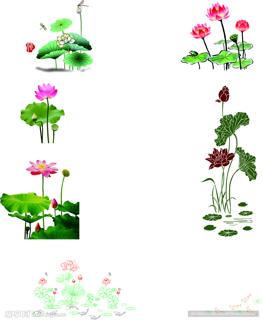 荷花 