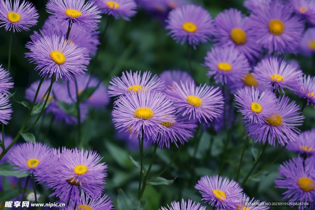 雏菊