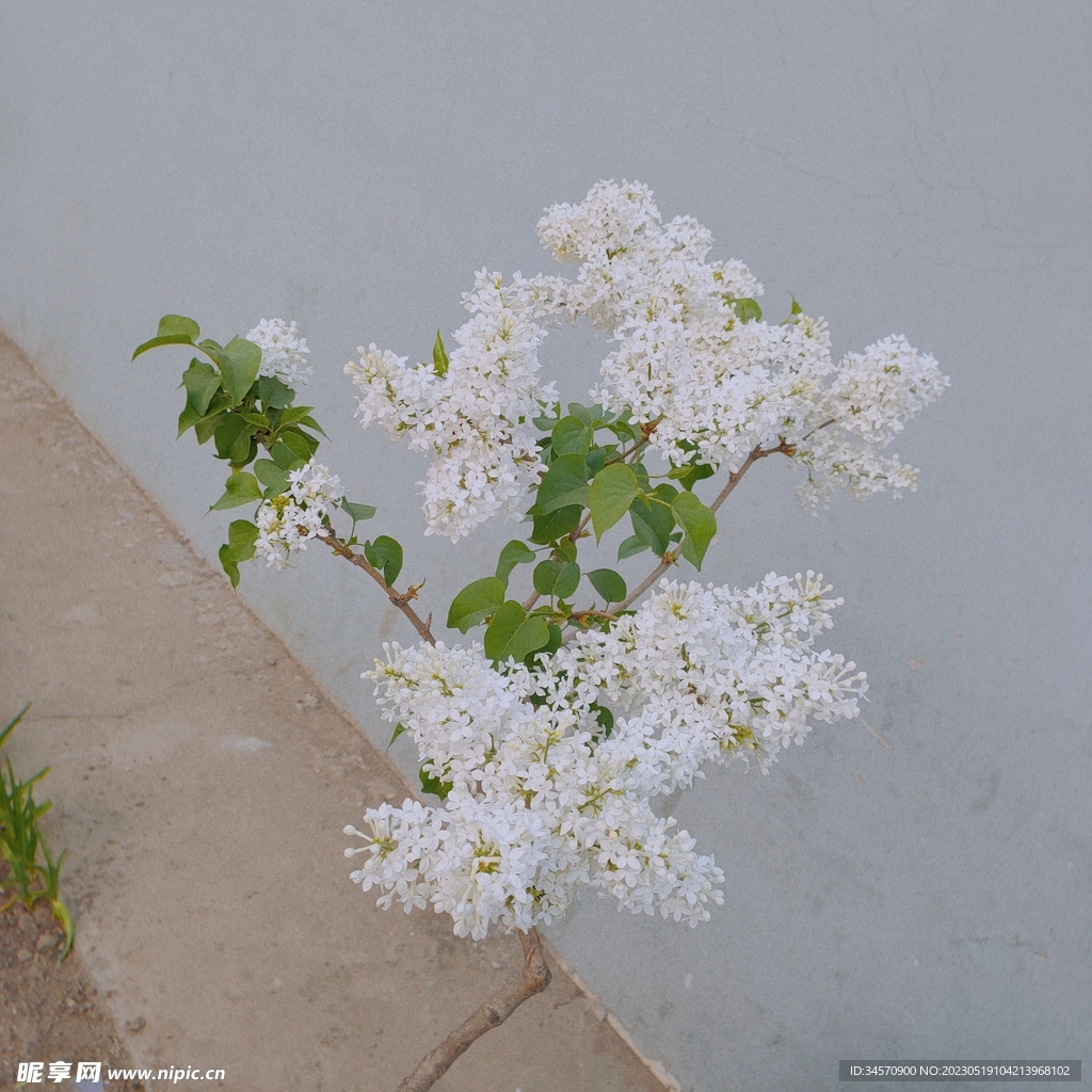 丁香花