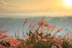 山坡红毛草