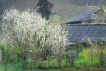山村的春天