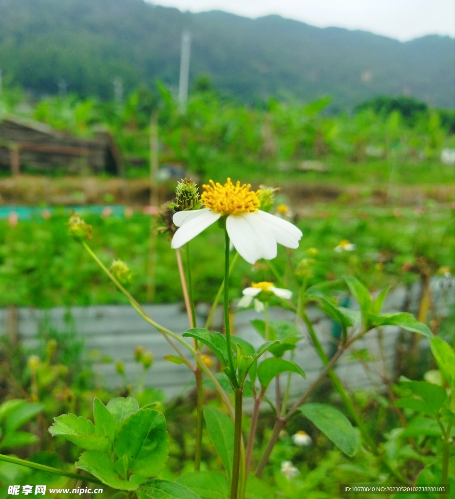 路边的小花