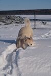 狗 
