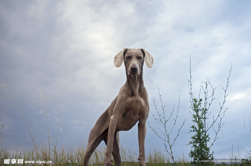 狗 